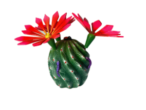 Flowering Cactus, view 2
