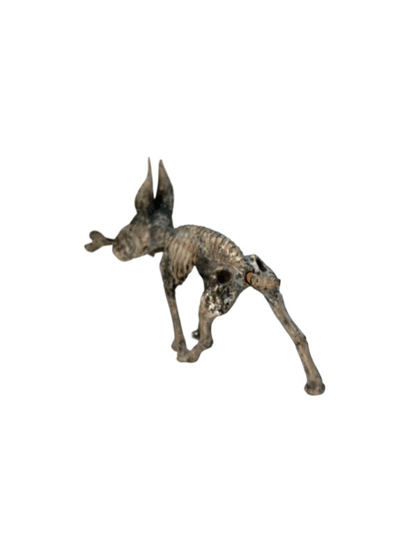 Skeleton Dog, back view