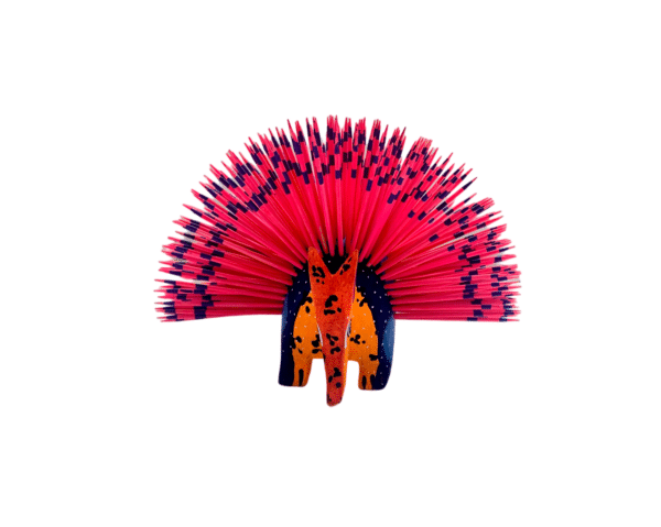 Pink Porcupine, Front View